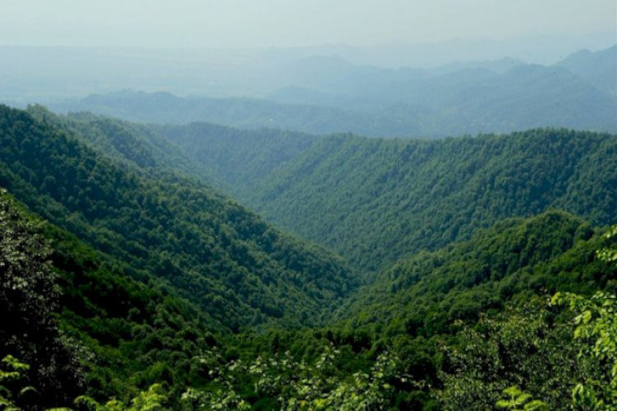 Investigation is underway on the removal of trees from Hirkan National Park-UPDATED 
