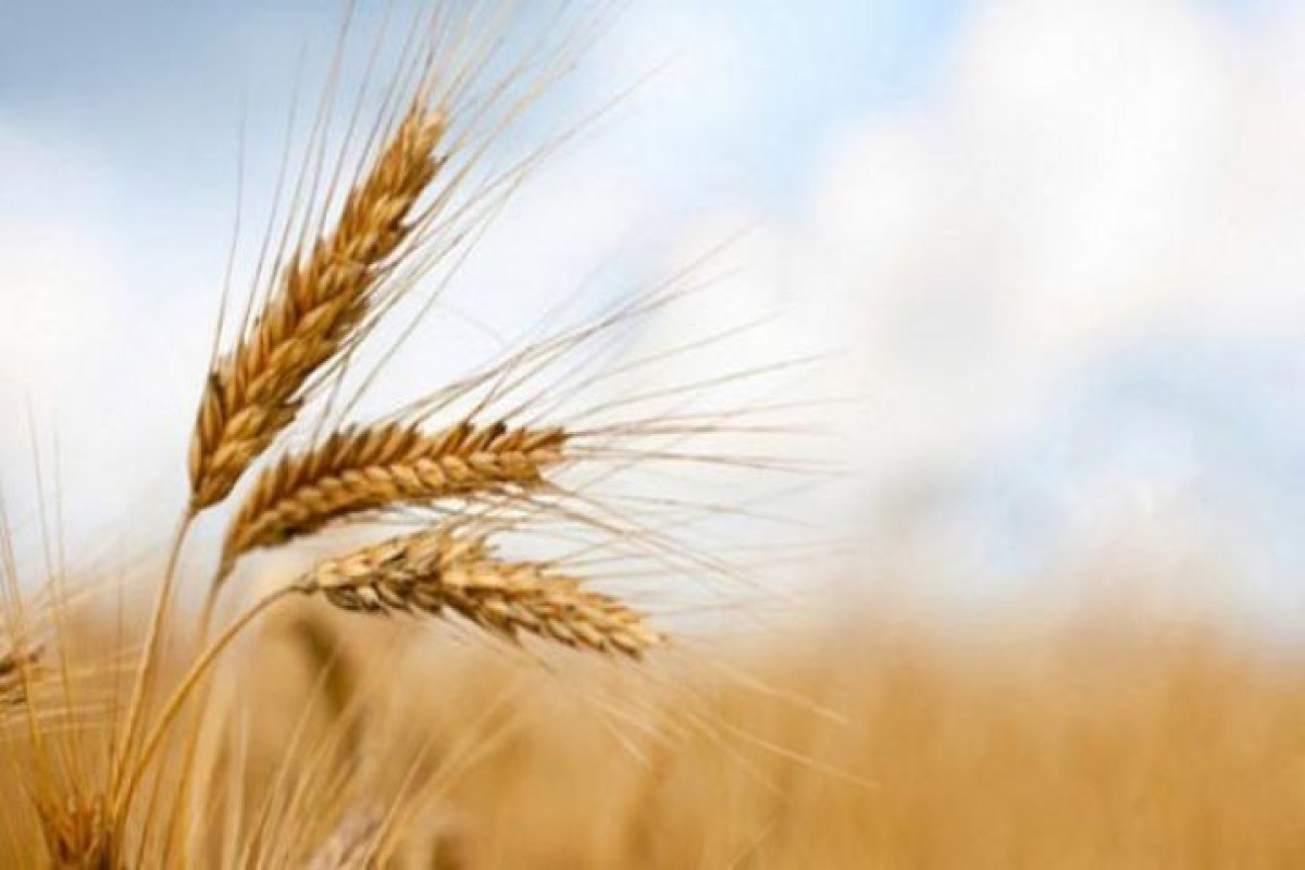 Georgia lifts ban on grain export