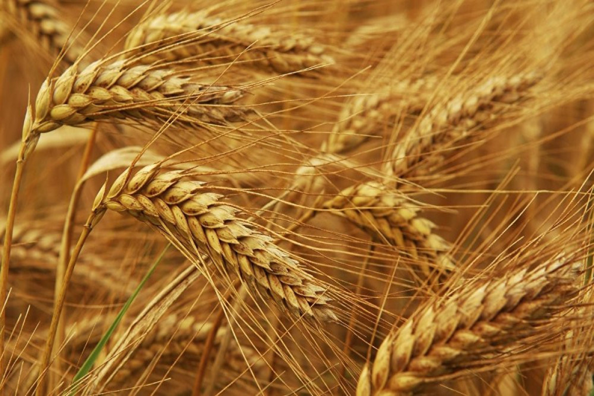 Wheat production and reserves decreased in Azerbaijan