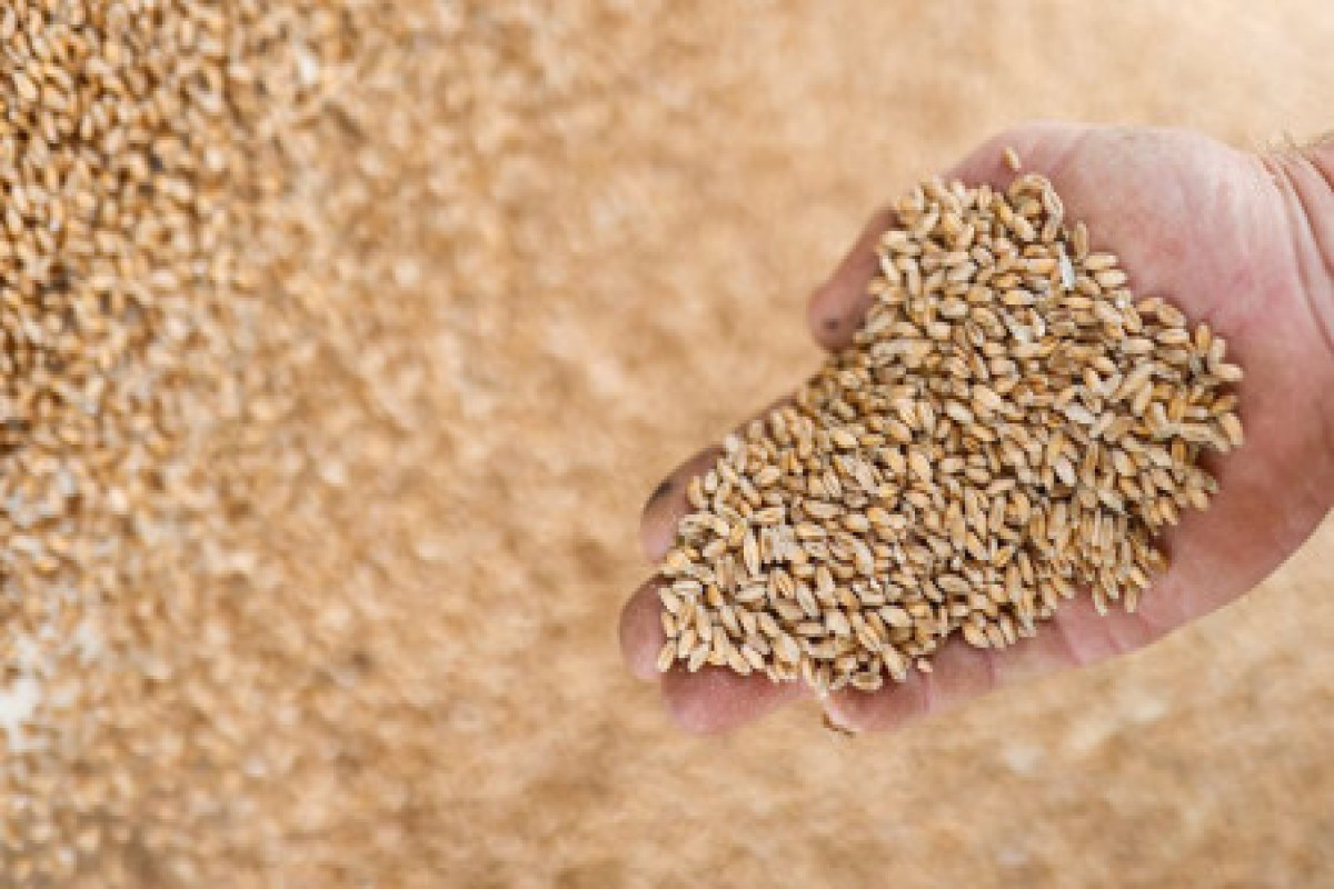 Polish government bans grain and food imports from Ukraine