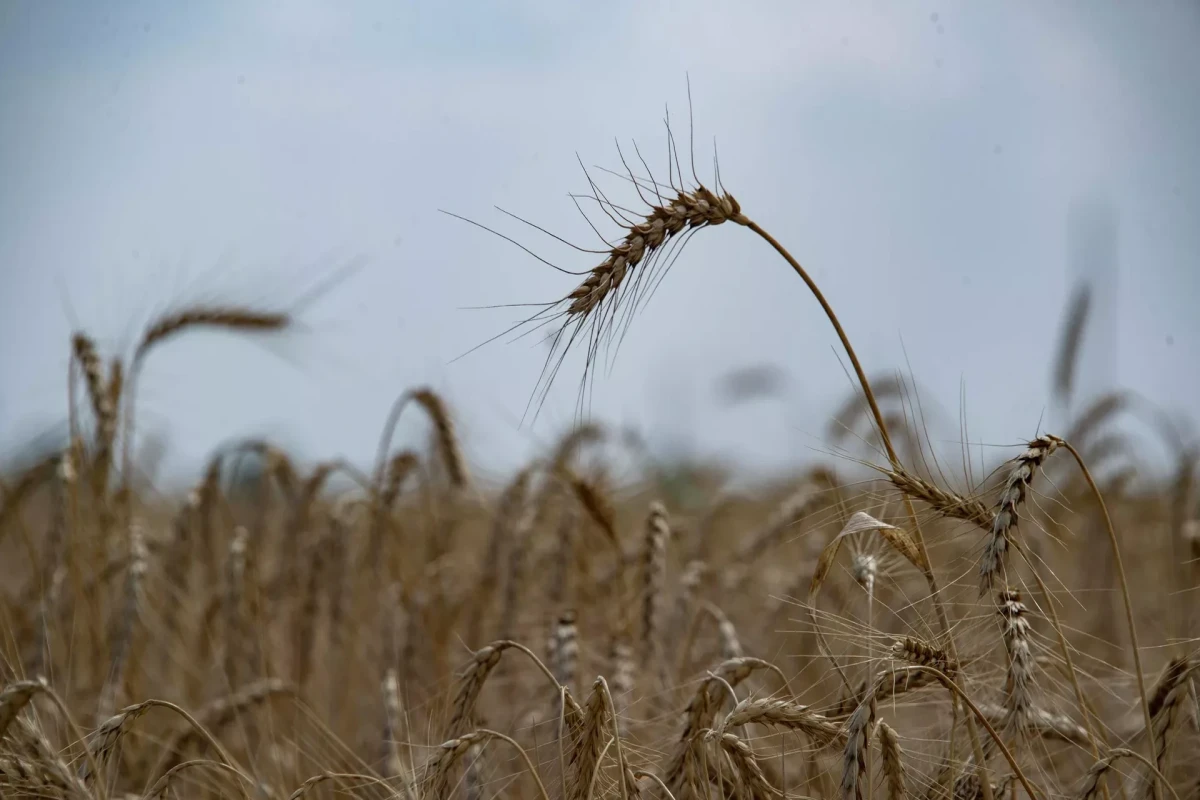 Hungary joins Poland, bans agricultural imports from Ukraine
