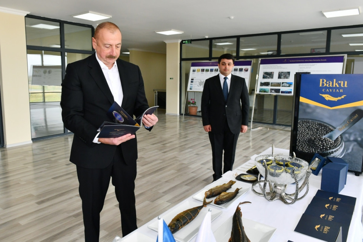 President Ilham Aliyev viewed conditions created at Sturgeon Breeding Farm owned by “Azerbaijan Fish Farm” LLC in Yenikand village, Neftchala-PHOTO -UPDATED 