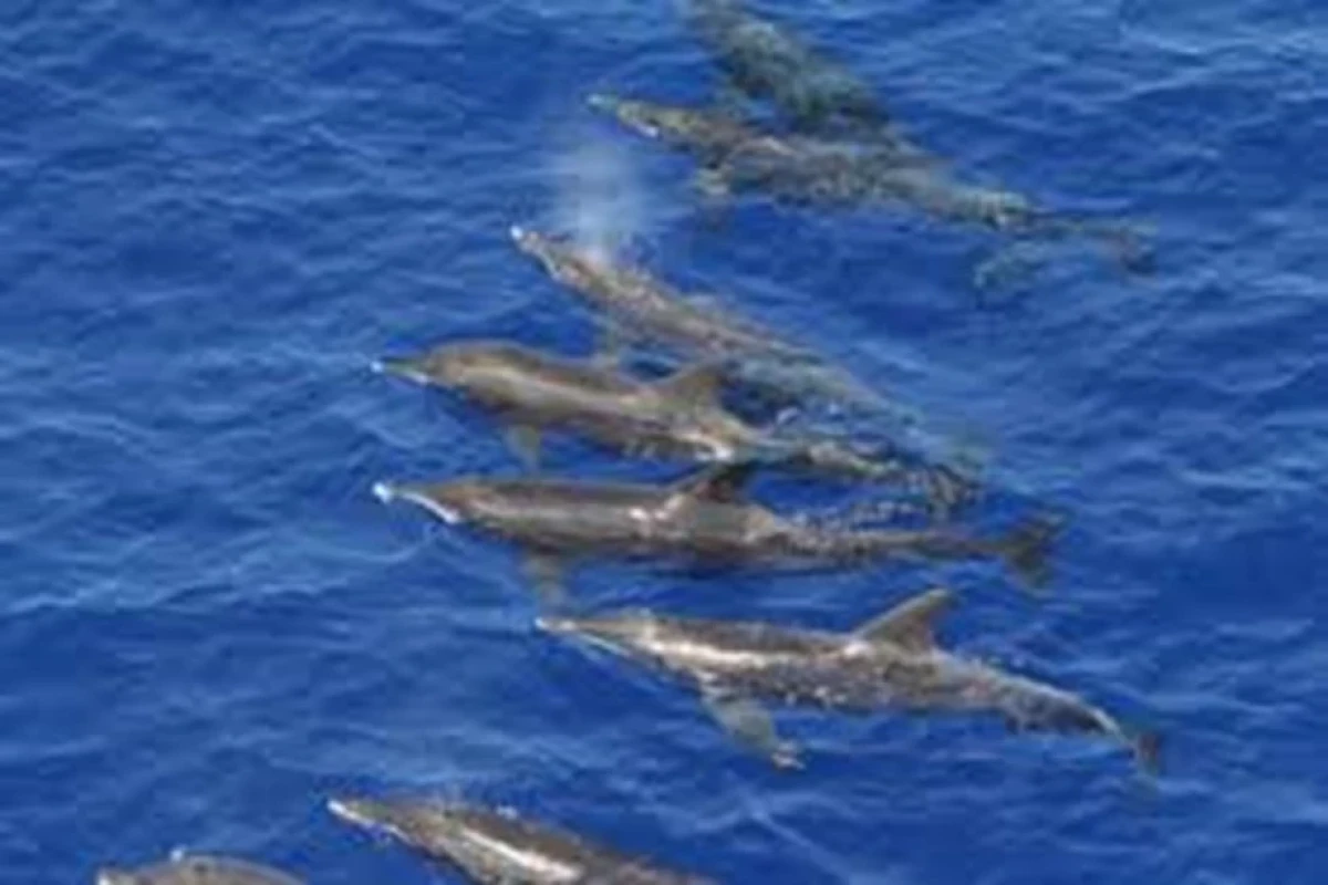 Pollution, bird flu threaten 'very fragile' Chilean dolphin population