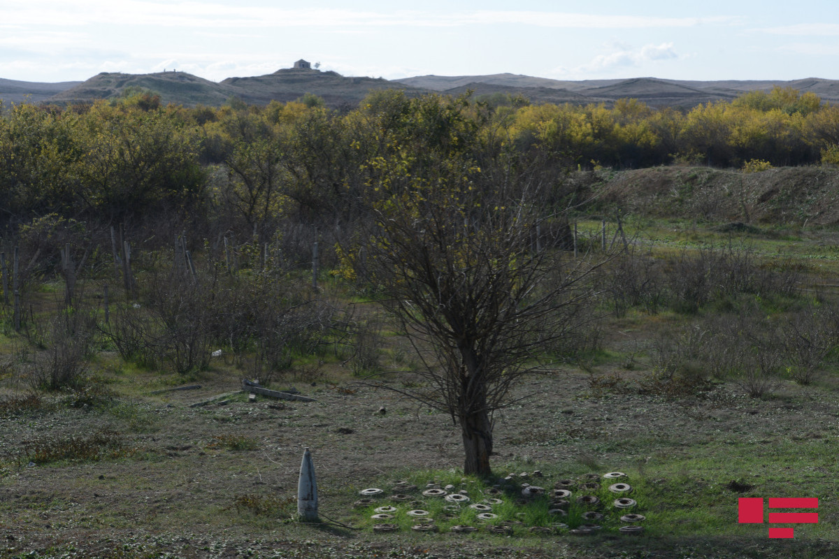 During Armenian occupation, 5,688 trees and bushes were destroyed in Azerbaijan's Fuzuli