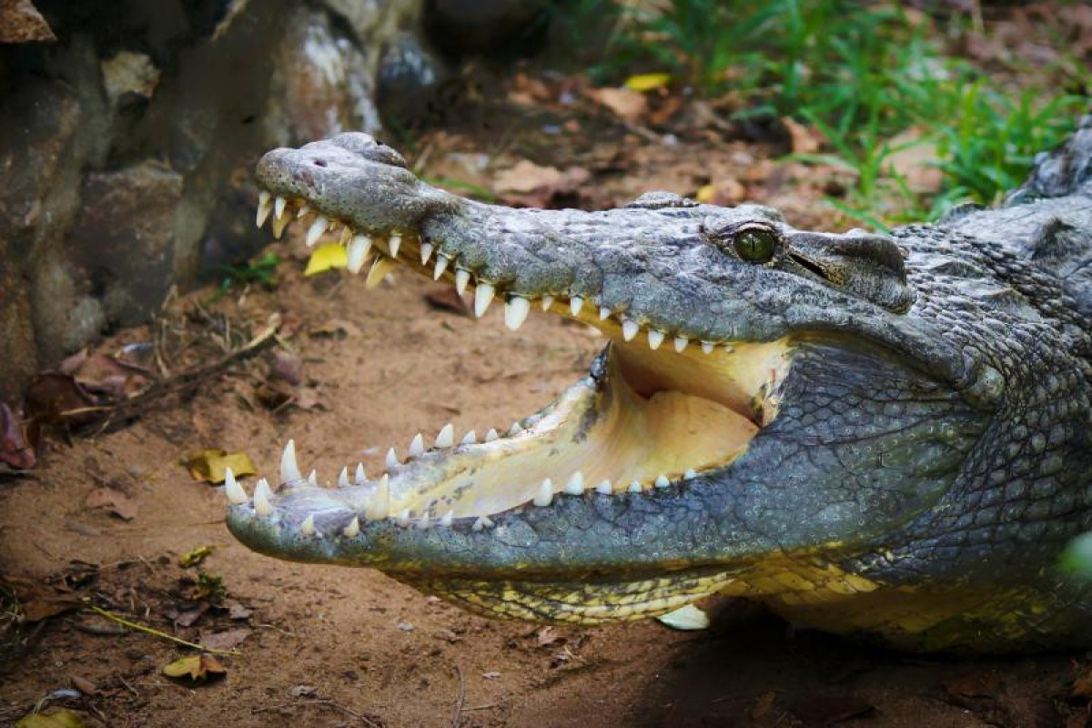 Deportivo's footballer eaten by a crocodile