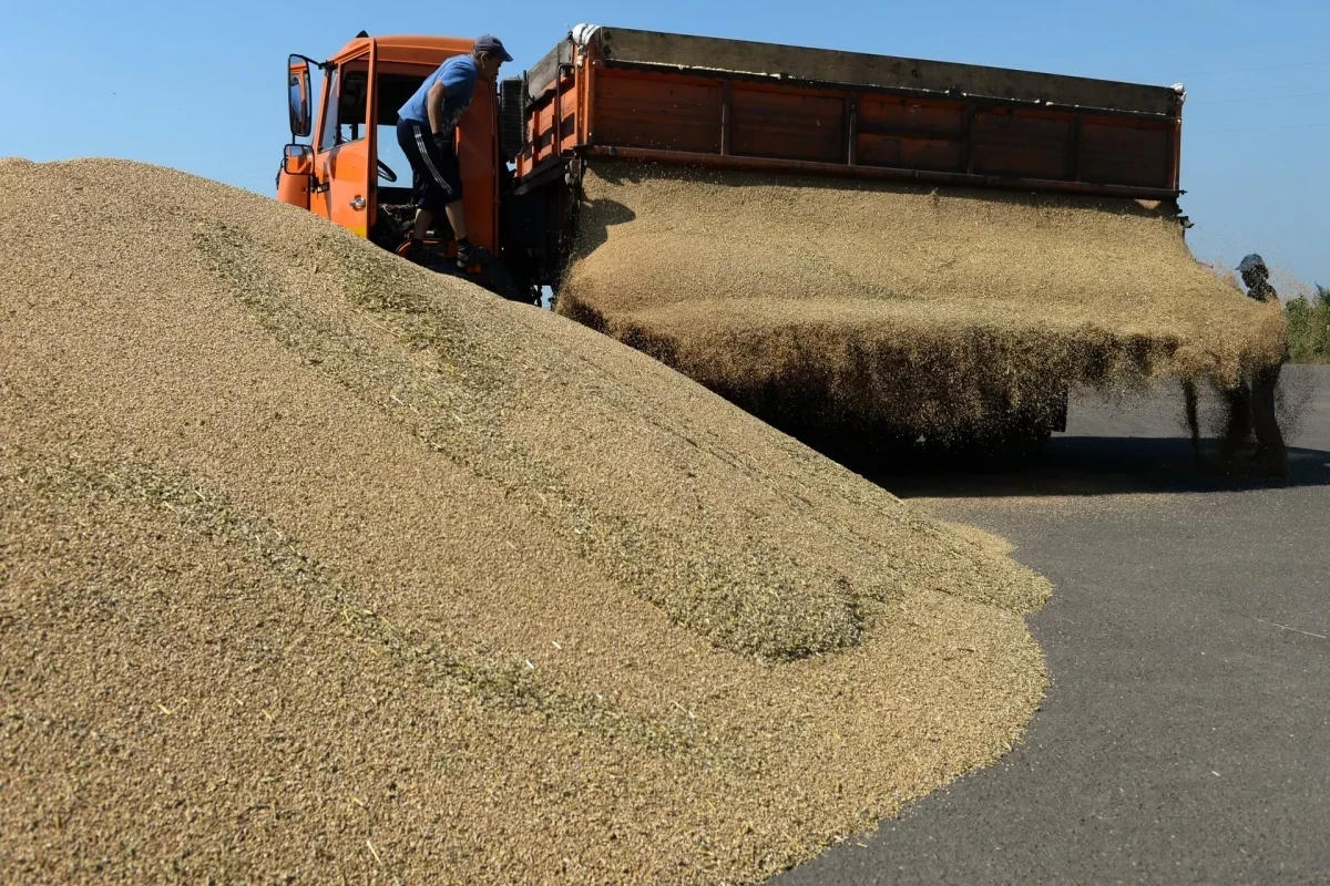 Russia to send free grain to Africa soon