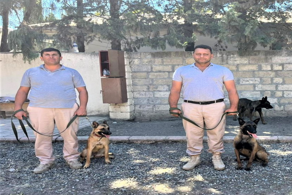 U.S. donated 81 mine-detecting dogs to Azerbaijan so far