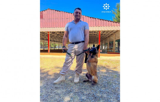 Azerbaijan plans bringing in new minesweeper dogs