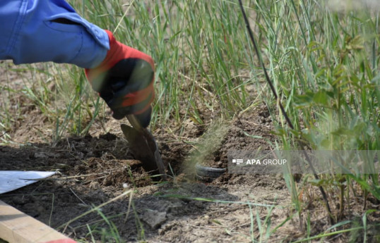 115,000 hectares of land cleared of mines in Azerbaijan's liberated territories so far