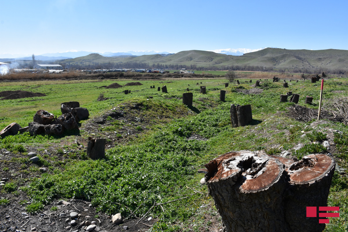 Azerbaijan almost completed forest restoration in Jabrayil, Zangilan, and Fuzuli
