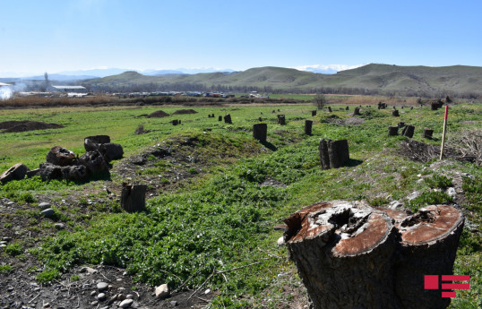 Azerbaijan almost completed forest restoration in Jabrayil, Zangilan, and Fuzuli