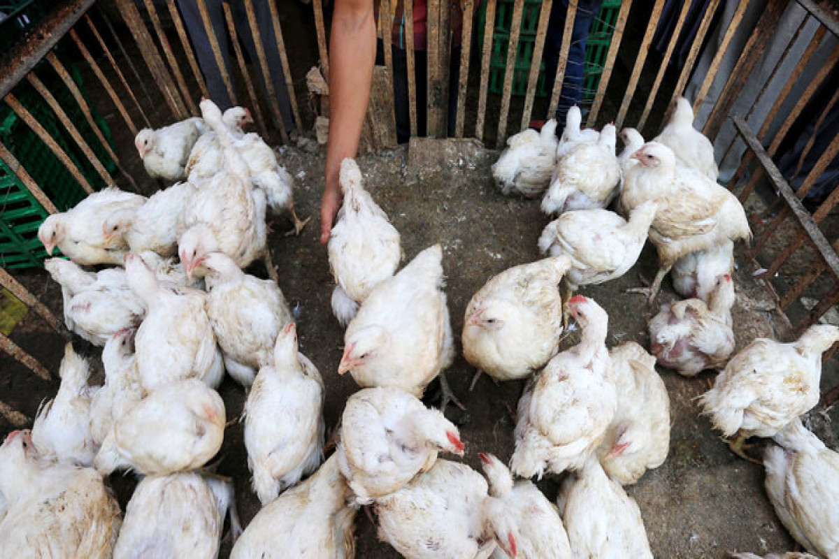New epicenter of bird flu outbreak found in Japan