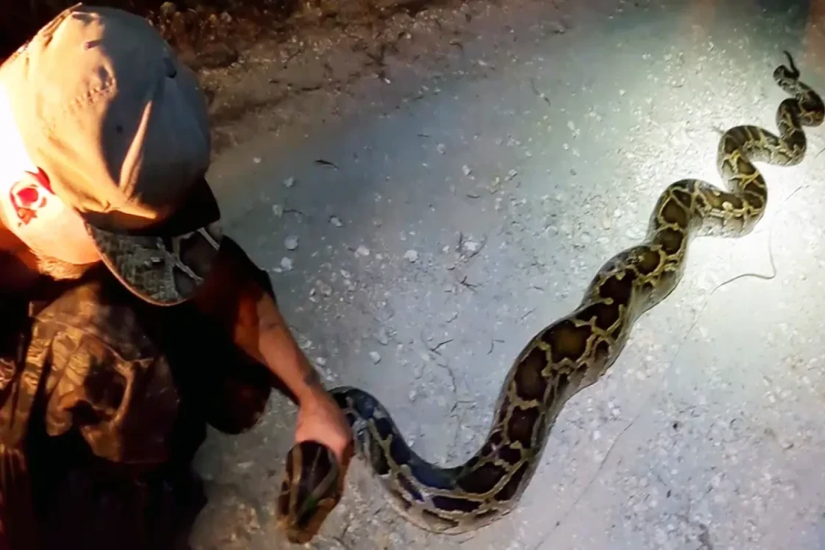 Florida man catches 19-foot Burmese python
