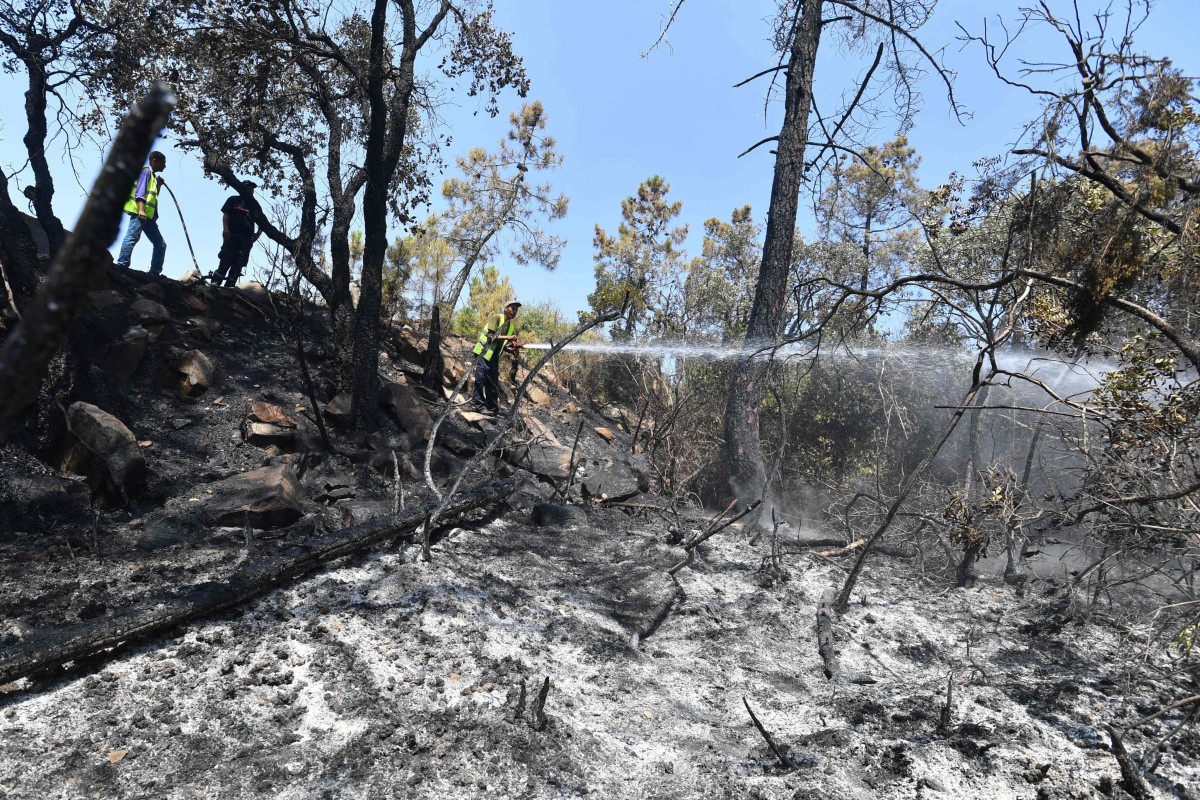 Wildfires kill 15 in Algeria as heatwave hits north Africa