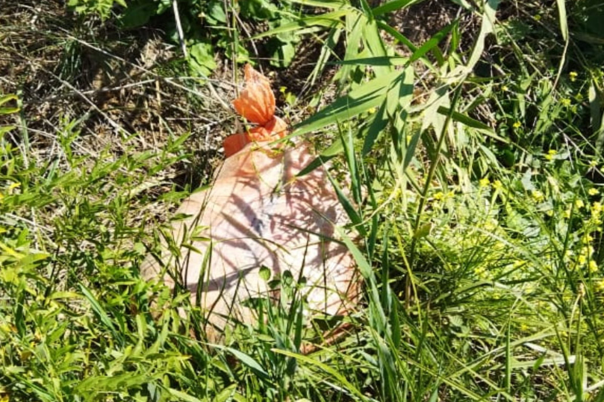 Azerbaijan prevents large amount of narcotics smuggling from Iran