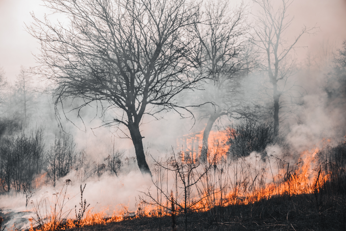 Forest fire devastates Abay region of Kazakhstan
