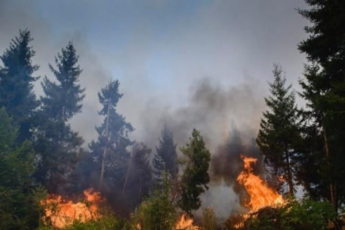 Death toll from wildfires in Kazakhstan reaches 14