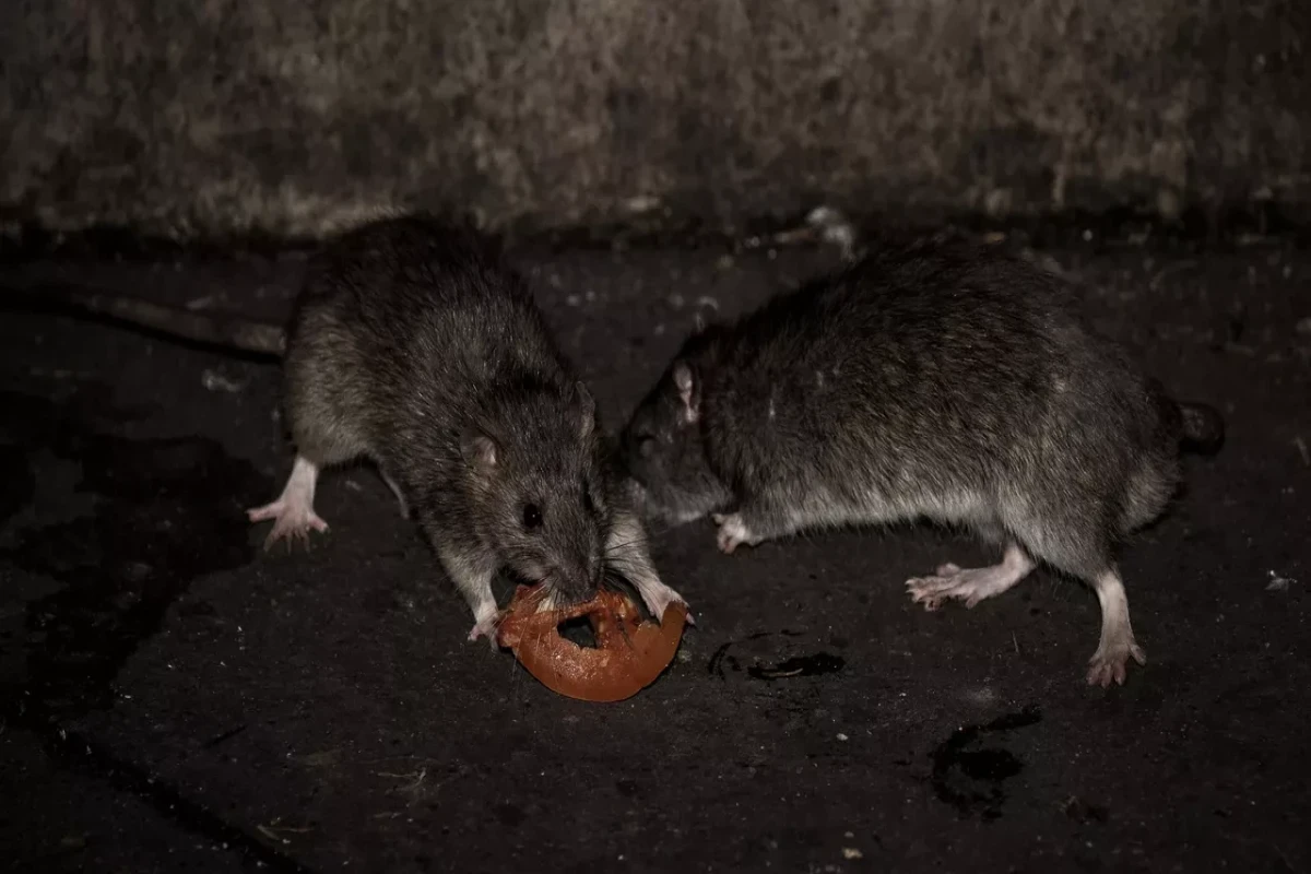 City administration of Paris creates working group on ‘coexistence’ with rats