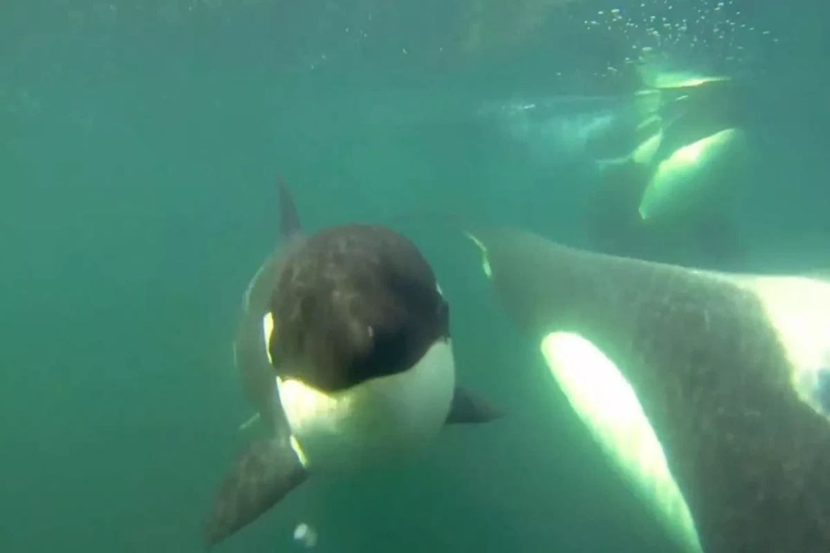 Increase in Orcas attacking boats 'one incident every day' in June