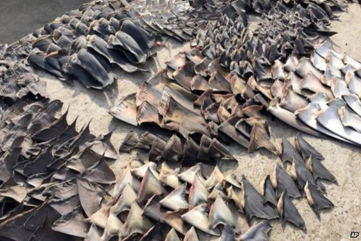 Brazil seizes world's biggest illegal shark fin consignment