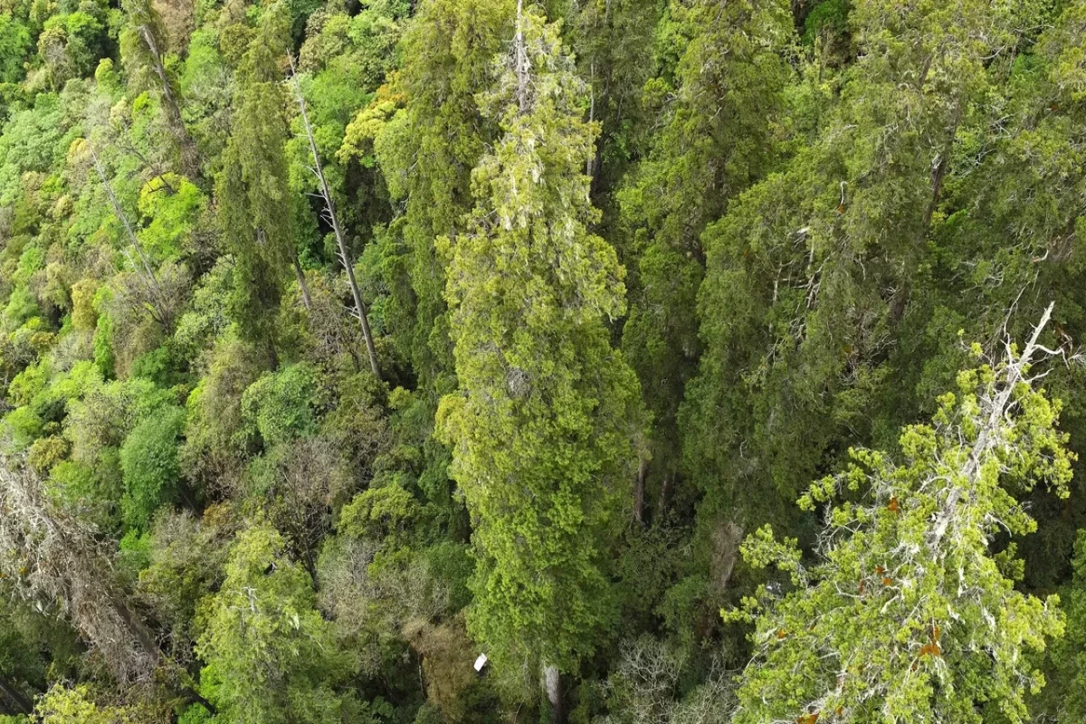 China names 102-meter-tall cypress tree as tallest in Asia-PHOTO 