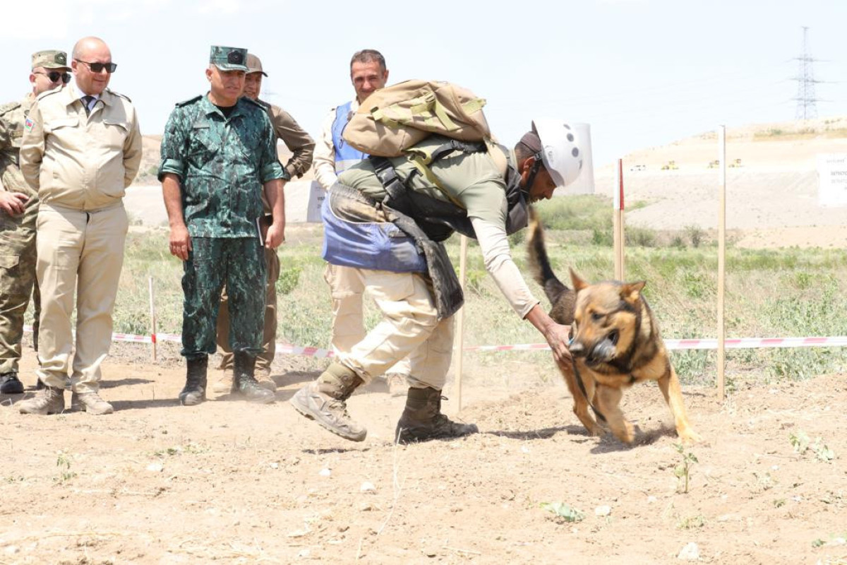 19,840 hectares of liberated areas of Azerbaijan were cleared of mines this year