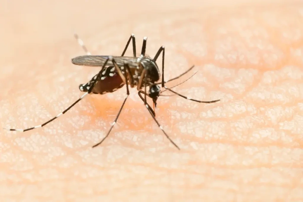 Malaria found in US for first time in 20 years, alarming officials
