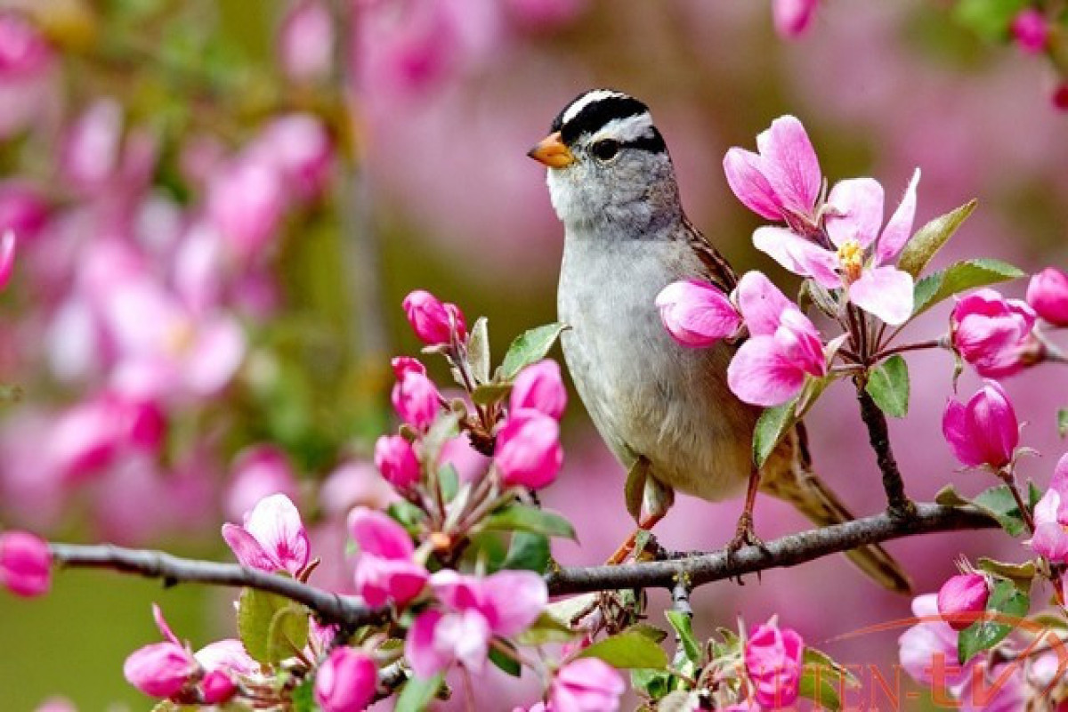 Spring will come to Azerbaijan on March 21