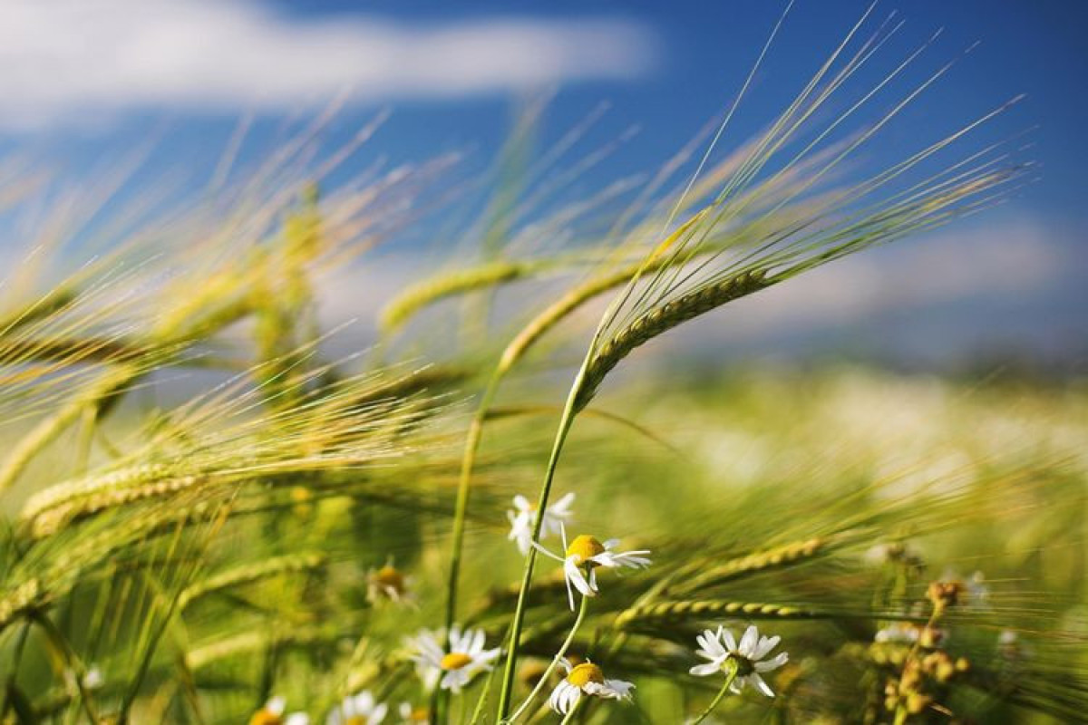Azerbaijan marks ‘wind Tuesday’ of Novruz holiday