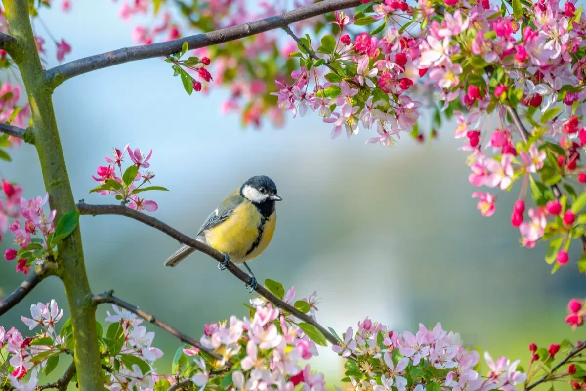 Spring comes to Azerbaijan