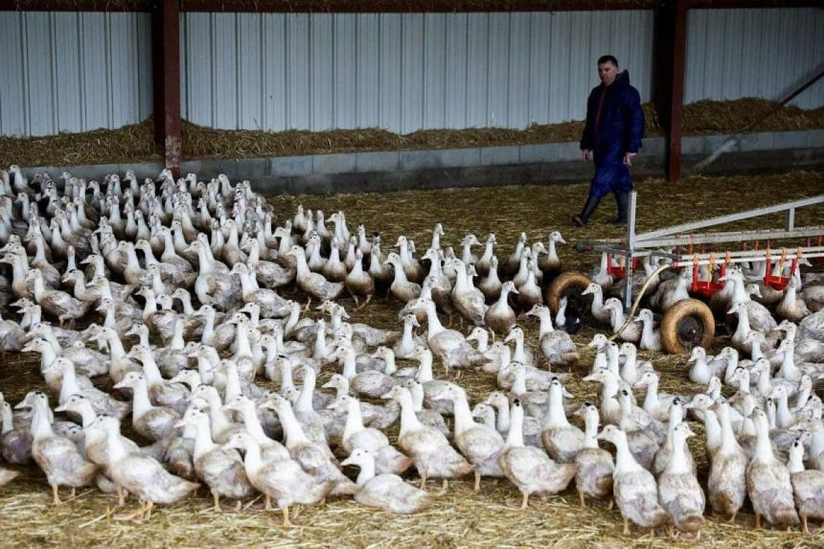 France tightens bird flu measures in southwest after new outbreaks