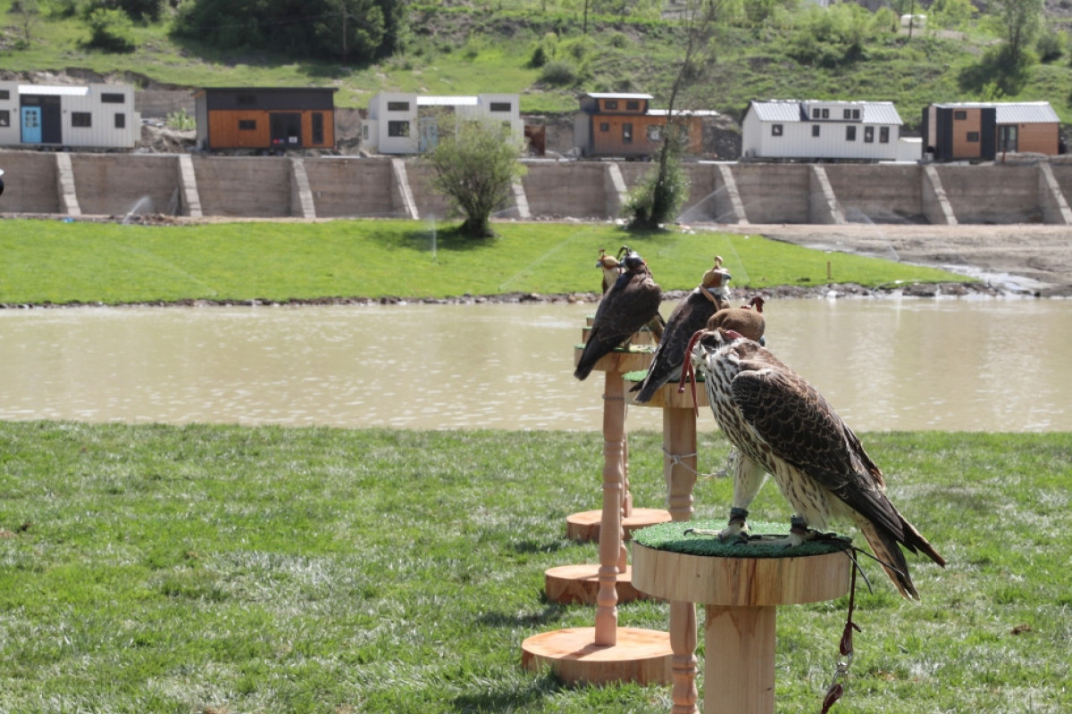 East Caucasian turs, falcons were released into the wild, different species of fish into Hakari river