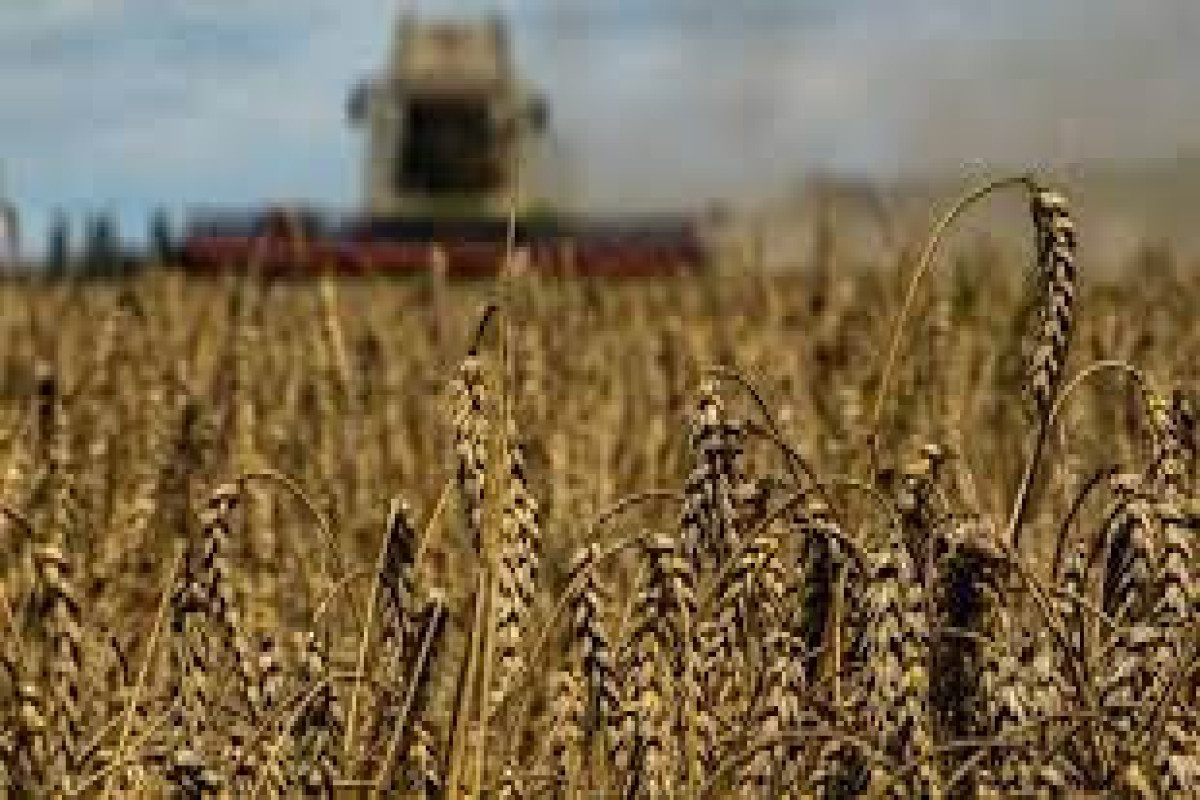 No prospects for grain deal restoration — Russian Foreign Ministry
