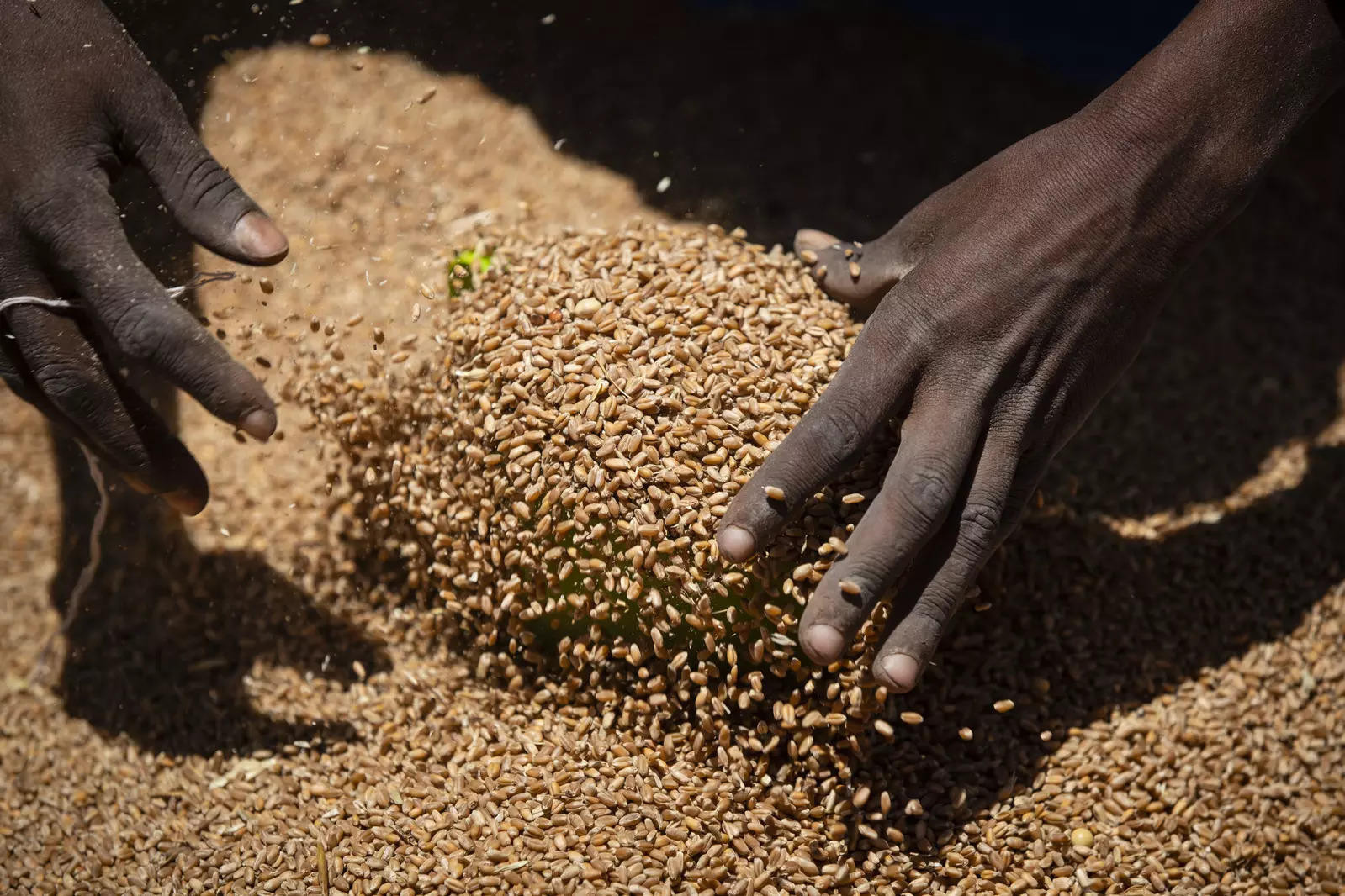 Russia to supply up to 200,000 tons of wheat to Africa for free by end of 2023 - Vimarsana News