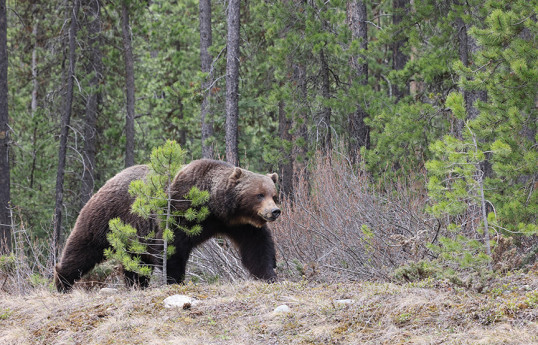 Grizzly bear attack in Canada's Banff National Park leaves two dead