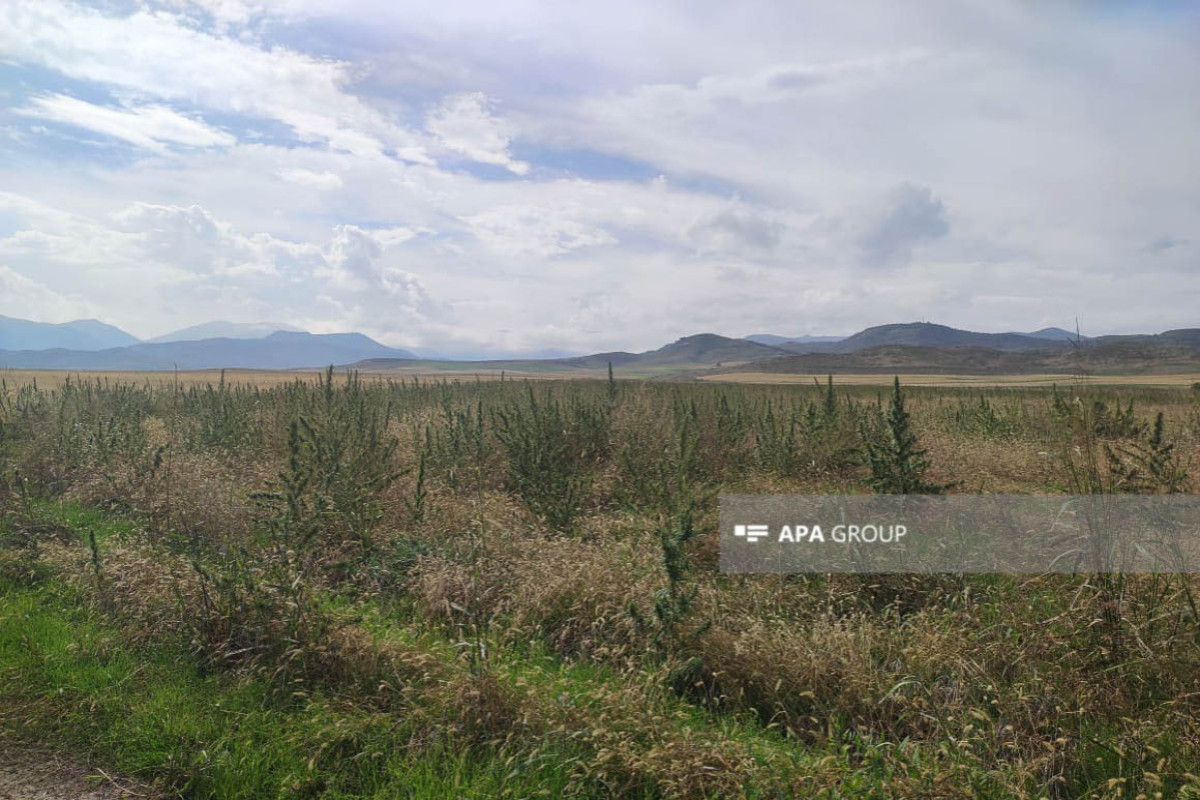Azerbaijan police find cannabis plantation in Khojaly-PHOTO -VIDEO 