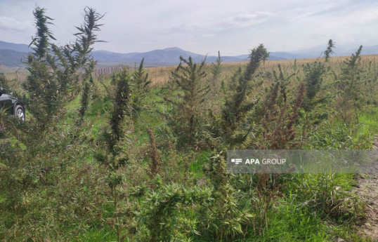 Azerbaijan police find cannabis plantation in Khojaly-PHOTO -VIDEO 
