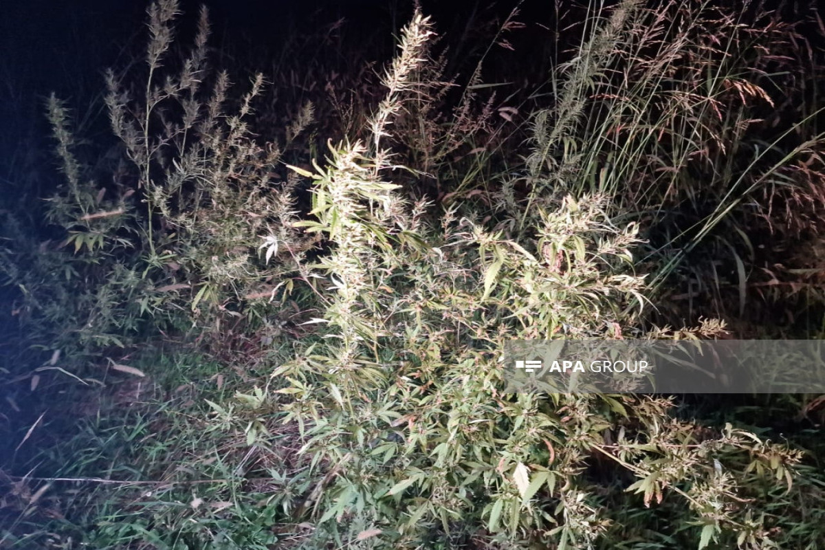 Azerbaijan discovers another narcotic plantation in liberated Khojaly-PHOTO -VIDEO 