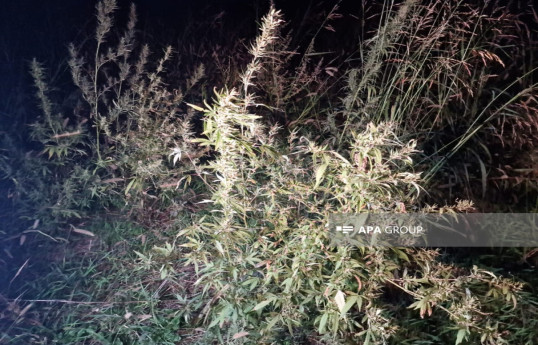 Azerbaijan discovers another narcotic plantation in liberated Khojaly-PHOTO -VIDEO 