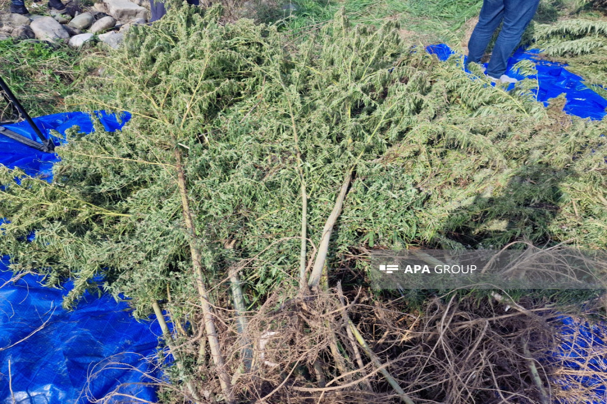 Azerbaijani police discovers cannabis plantation in Aghdam's Sirkhavand-PHOTO - Vimarsana News