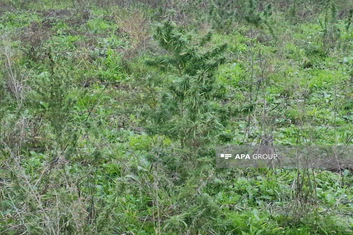 Another cannabis plantation found in Azerbaijan's Khojaly-PHOTO - Vimarsana News