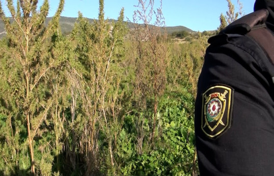 Azerbaijan police discovers next narcotic plantation in Garabagh region with an area of 5 ha-VIDEO 