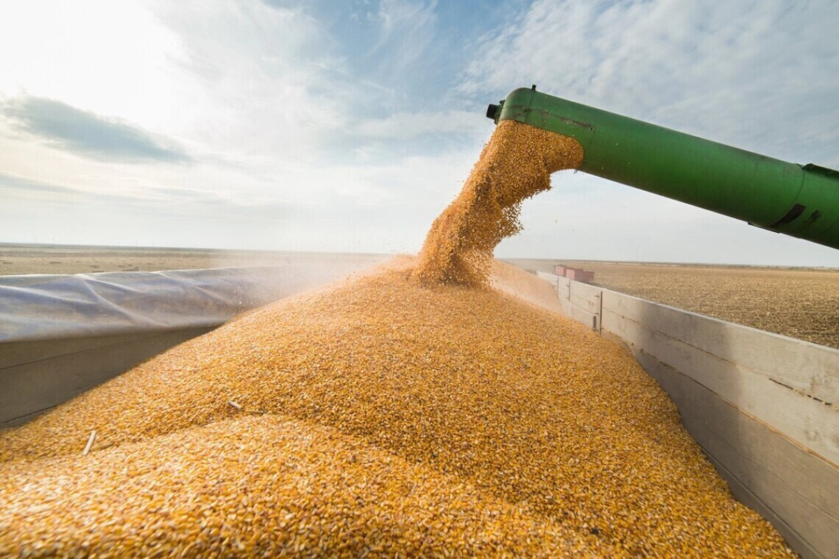 Dialogue on Russian grain supplies to Africa ongoing — diplomat in Ankara
