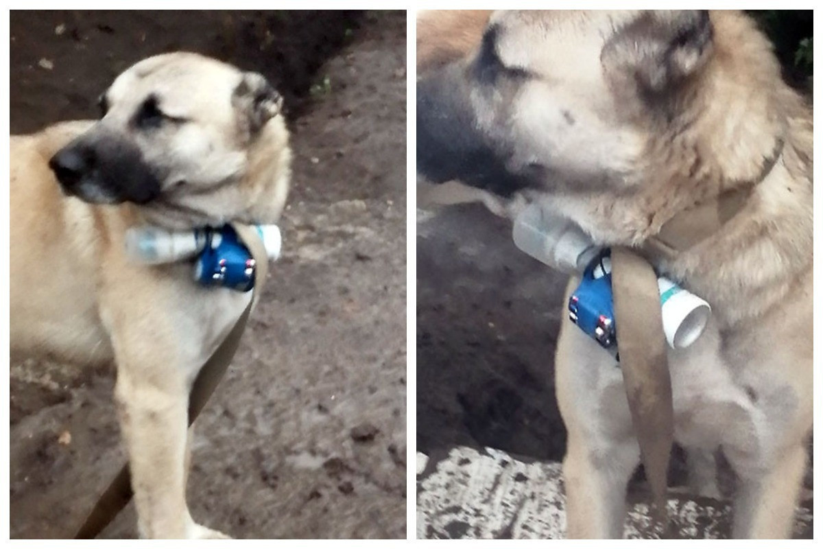 Illegal Armenian armed detachments attempted to commit terrorist act against Azerbaijani servicemen by using dog-PHOTO 