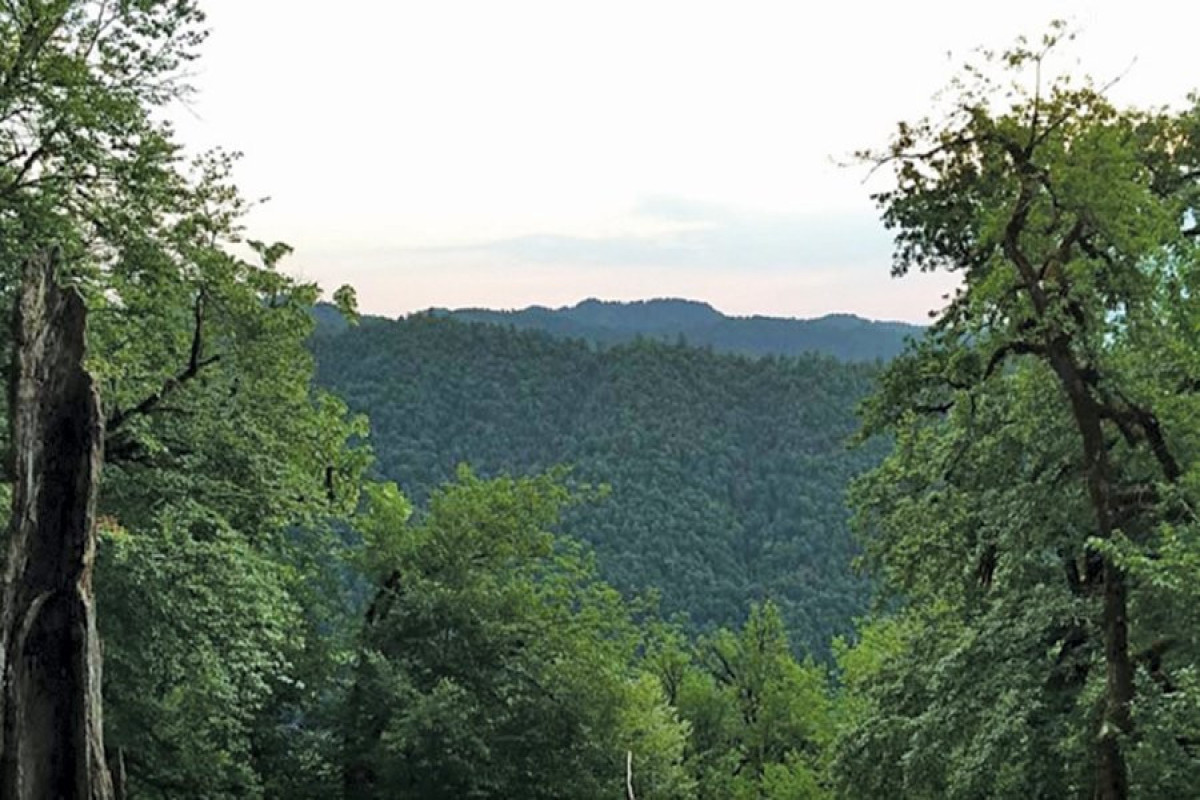 Azerbaijan's Hirkan forests included in UNESCO World Heritage List