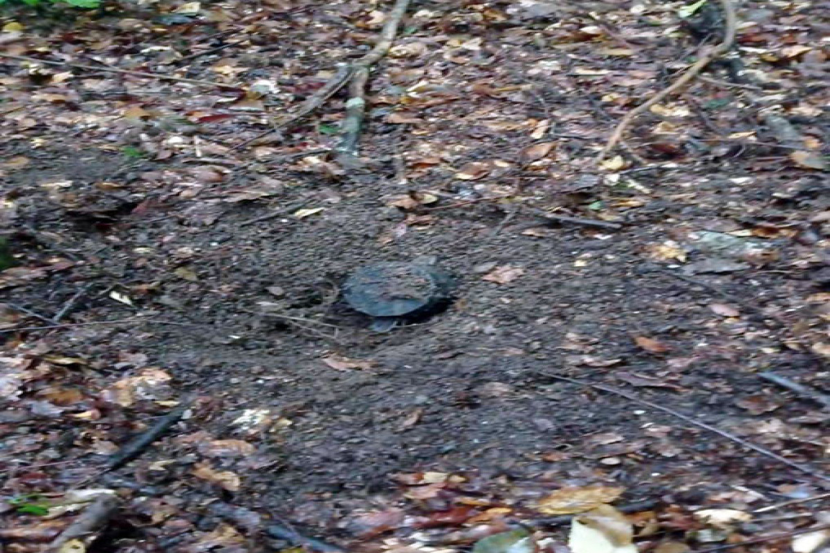 Following anti-terror measures in Garabagh, a large number of mines were neutralized-MoD-PHOTO 