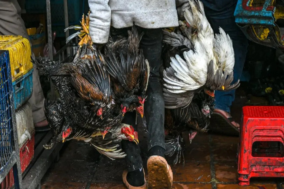 New H5N1 bird flu case raises total in Cambodia to 8 so far this year