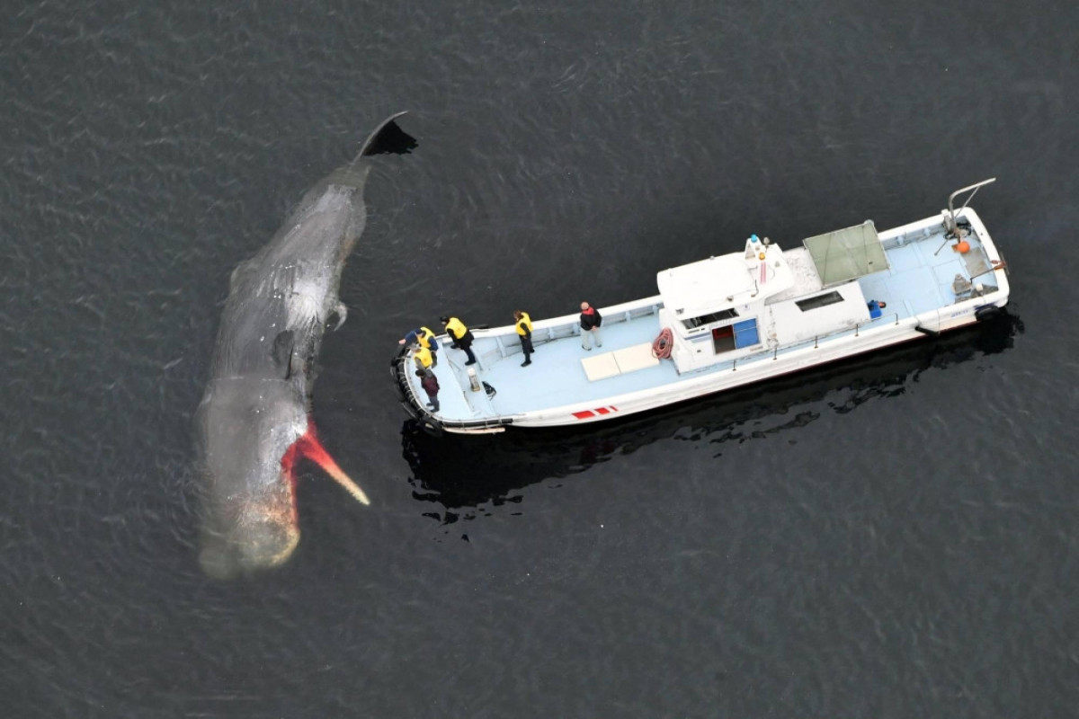 More whales getting stranded in western Japan bay amid global warming