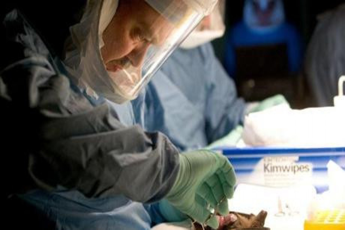 72 killed in Lassa fever outbreak in Nigeria