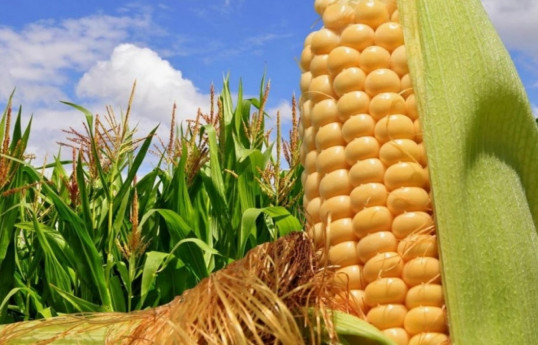 Price of corn imported to Azerbaijan drops by almost 13%